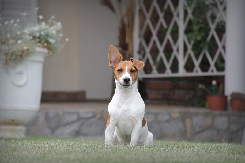 Alert Jack Russell Terrier in backyard of house