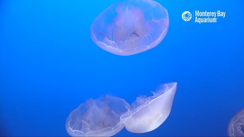 Screenshot of the jellyfish livestream by the Monterey Aquarium
