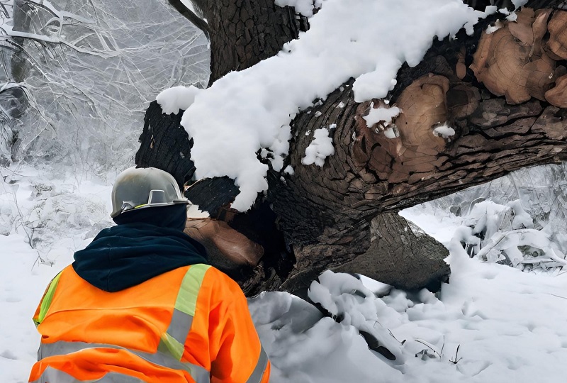 Arborist tree service professional inspecting a fallen tree after a heavy snowfall