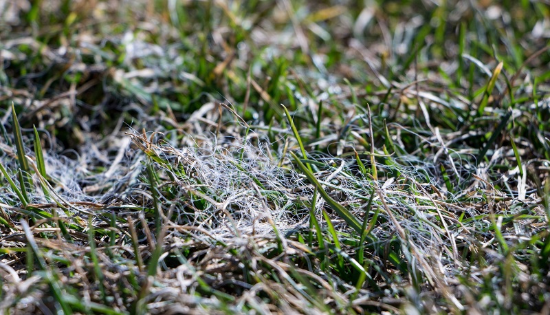 Close up view of snow mold on grass