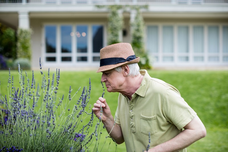 Elderly man smelling lavender flowers in backyard, aging in place