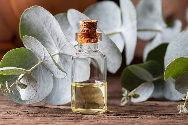 Eucalyptus leaves and essential oil bottle for aromatherapy, respiratory health