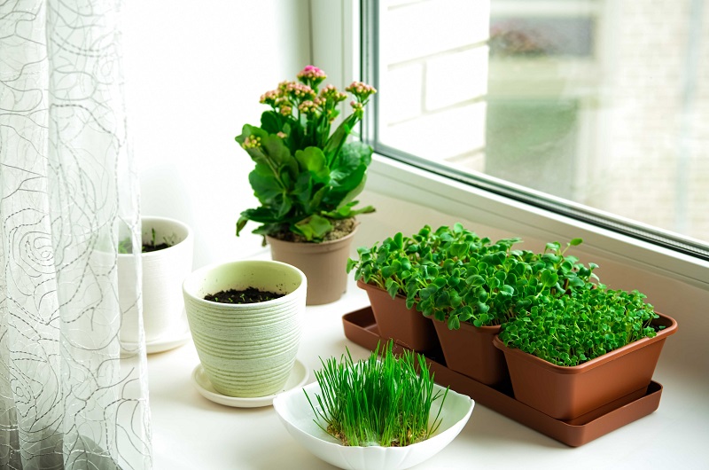 Kitchen windowsill herb garden
