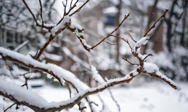 Beware of These Harmful Effects of Snow on Your Trees