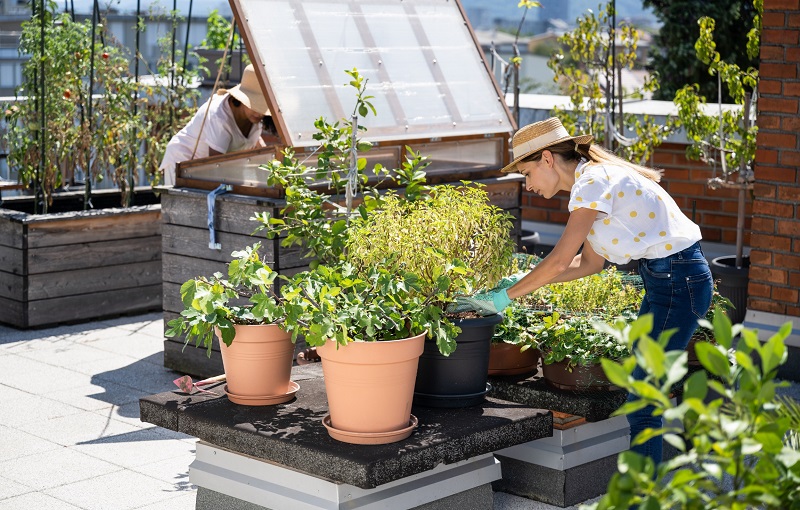 Two women working in urban rooftop garden and mini-greenhouse