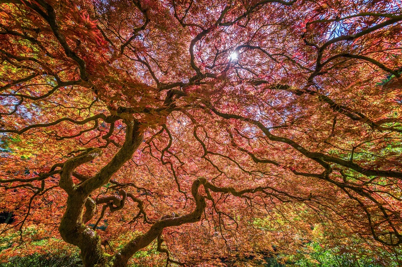 Beautiful tree with large colorful canopy