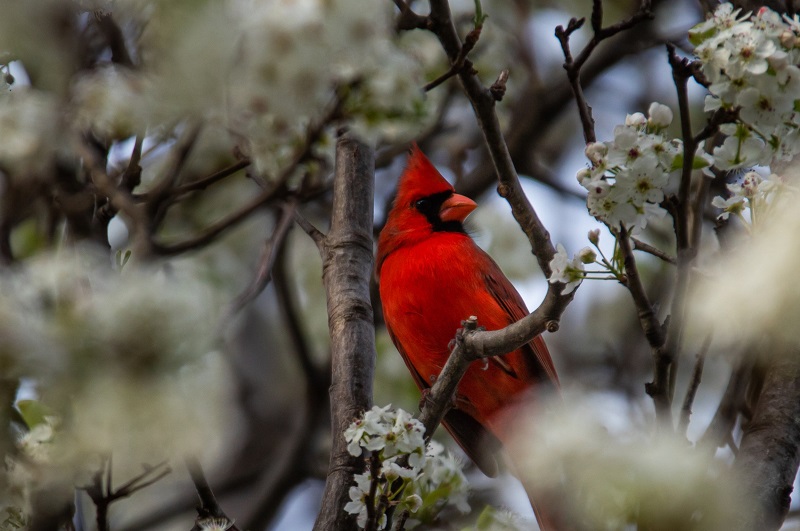 A majestic red cardinal bird perched in a flowering dogwood tree