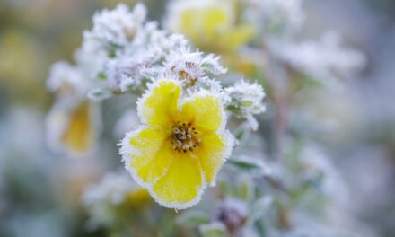 How to Safeguard Your Home and Garden from Frost