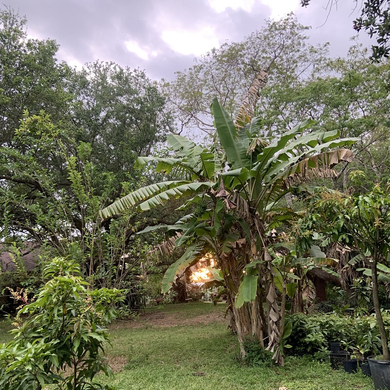 Sunset after a busy day at Sleepy Lizard Avocado Farm