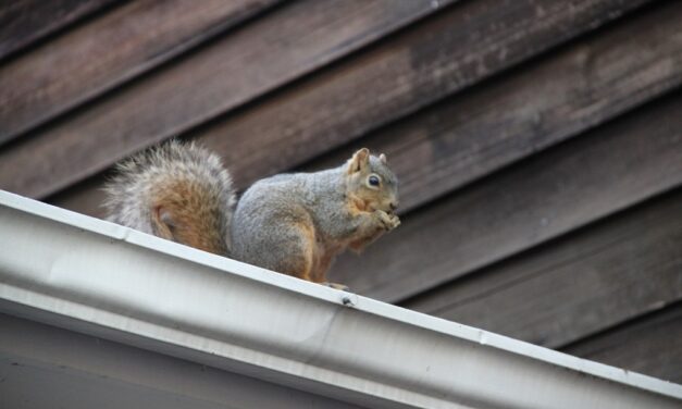 4 Simple Ways to Prevent Severe Rodent Infestations
