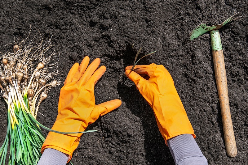 Planting daffodils in spring