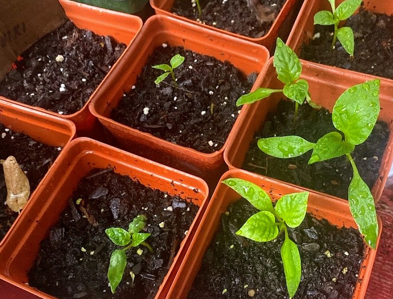 Spring seedlings in small planters