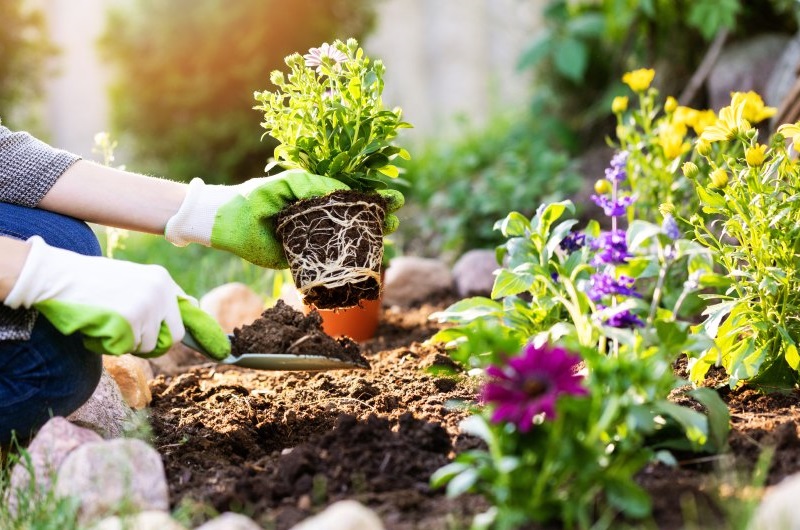 gardener planting flowers in garden bed