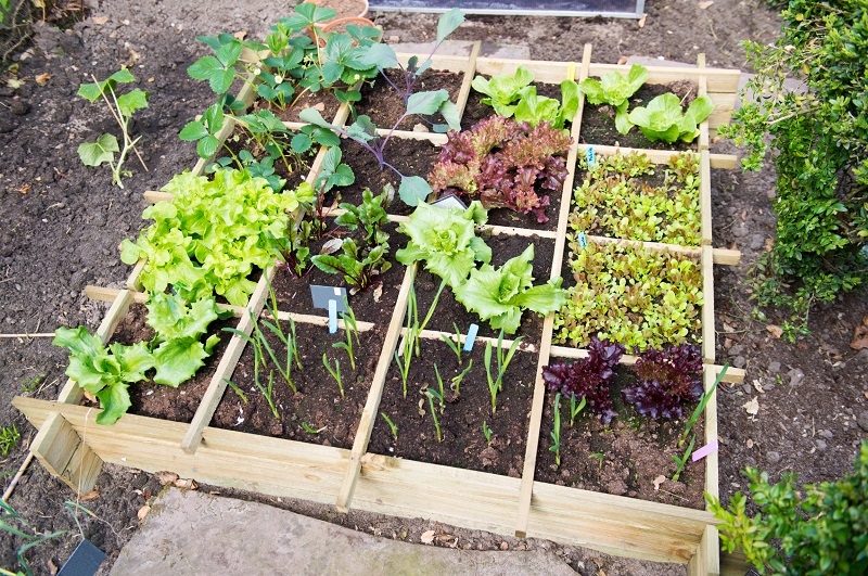 Vegetable garden