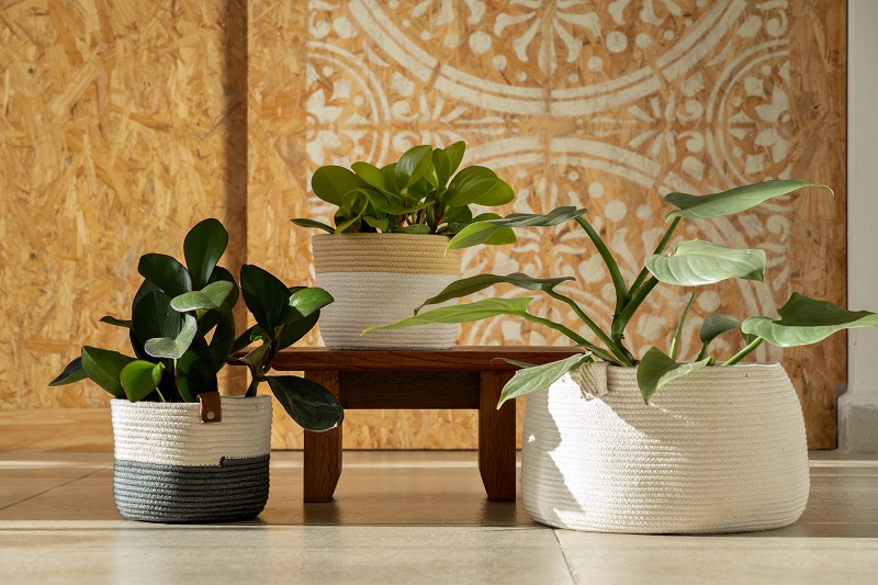 Decorative indoor plants in large woven baskets