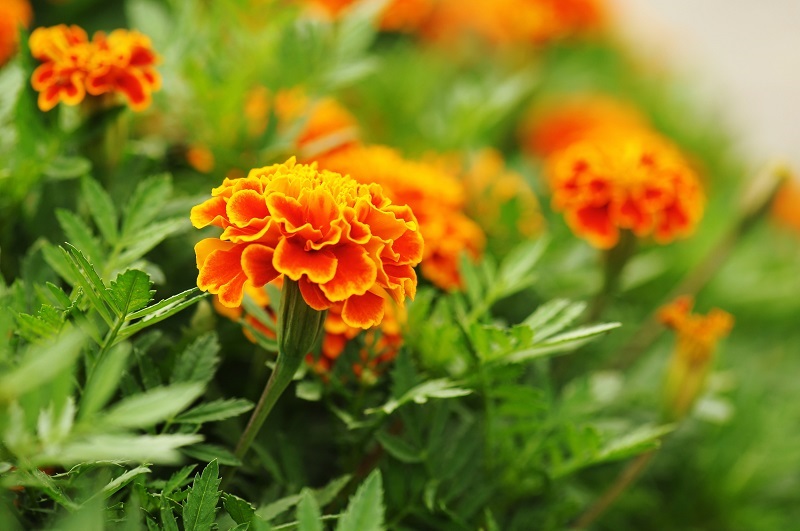 Close-up view of lush marigolds in a vegetable garden