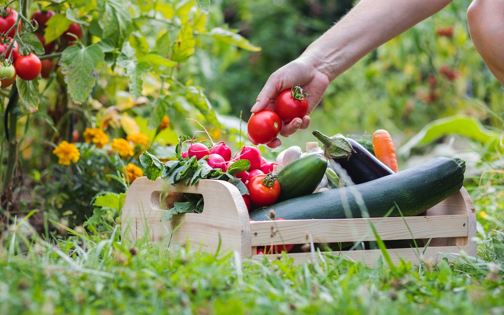 Easy Hacks for Making Your Garden Thrive This Year