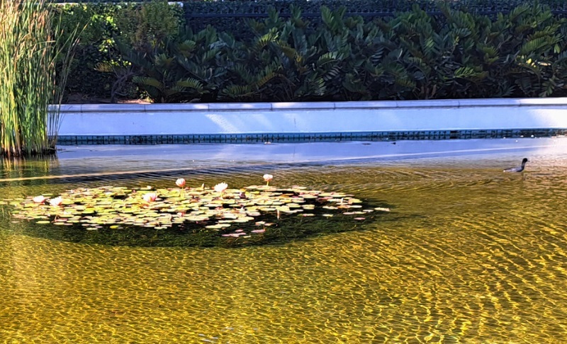 A peaceful view of the historic Lily Pond in Beverly Gardens Park adjacent to the Beverly Hills Art Show