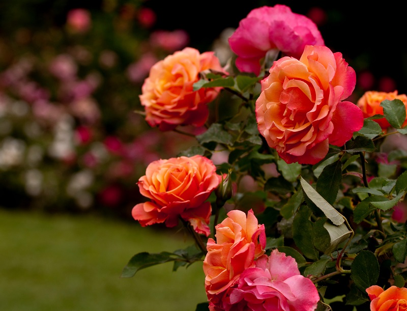 Lush beautiful blooming roses in a backyard garden
