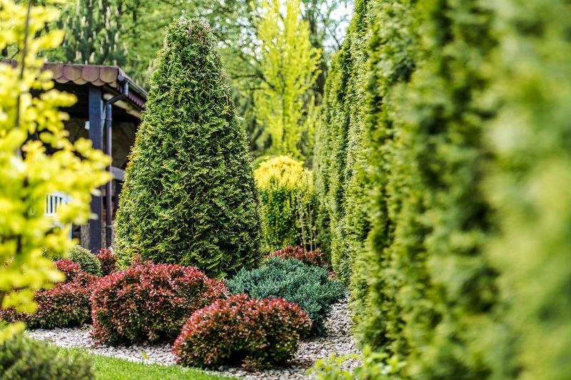 Healthy, well-manicured backyard landscaping