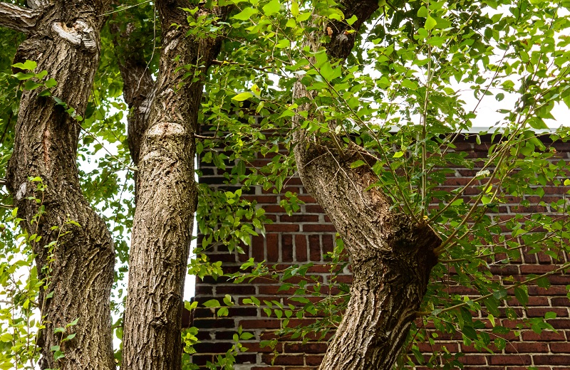Mature tree that has been previously trimmed located close to an older brick home