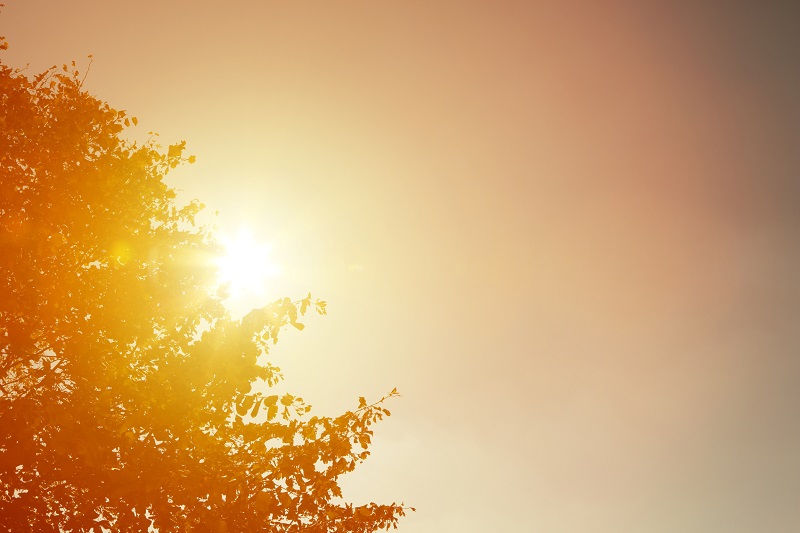 Silhouette of a tree against the hot summer Sun