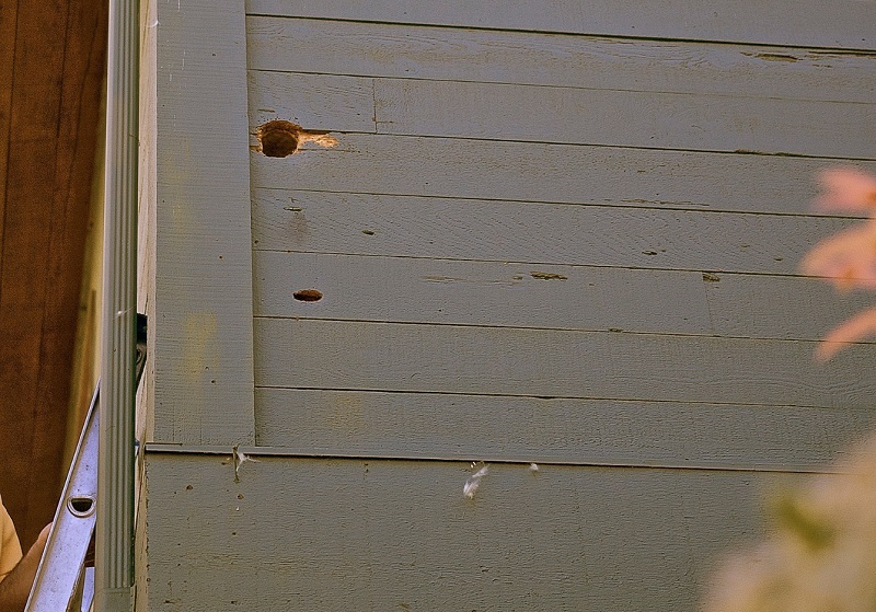 A hole created by a woodpecker in the cedar siding of an older home