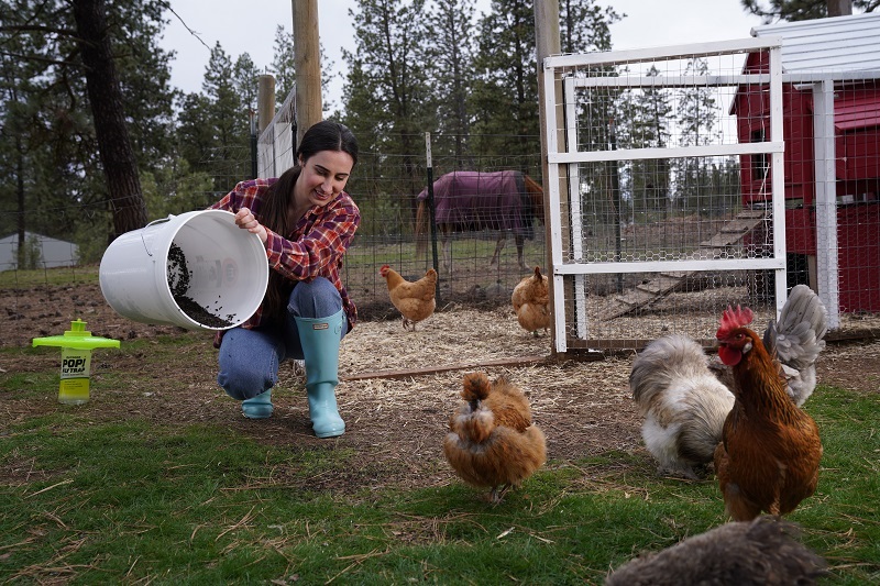 A homesteader feeding flies captured in a RESCUE! Fly Trap Bucket to chickens