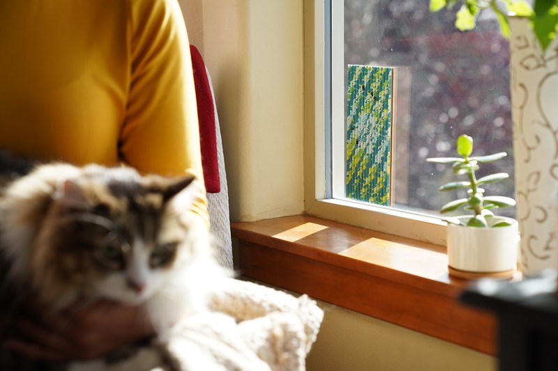 Rescue Flypad attached to window pane near a sitting cat