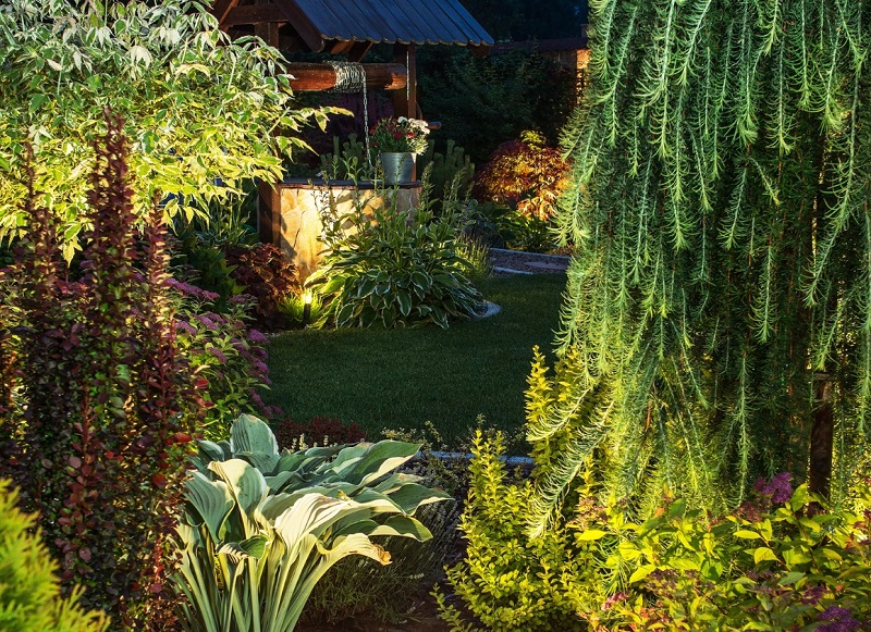 landscape lighting in lush backyard garden