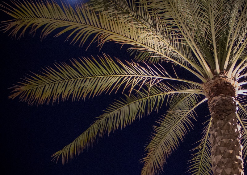 Palm tree with uplighting at night