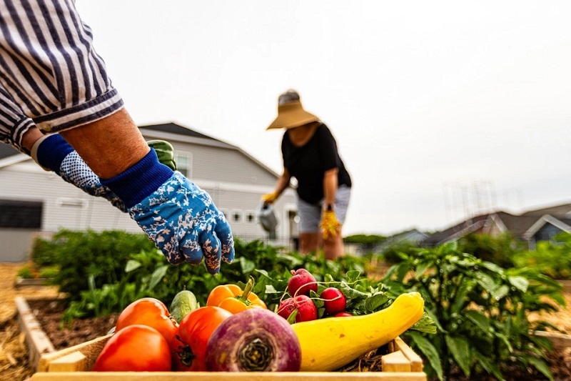 Resident gardeners harvesting vegetables in the fall in the Amblebrook Community Garden