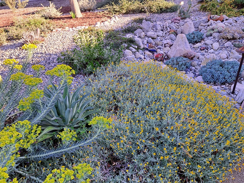 Lush succulent rock garden providing a protective zone around a home