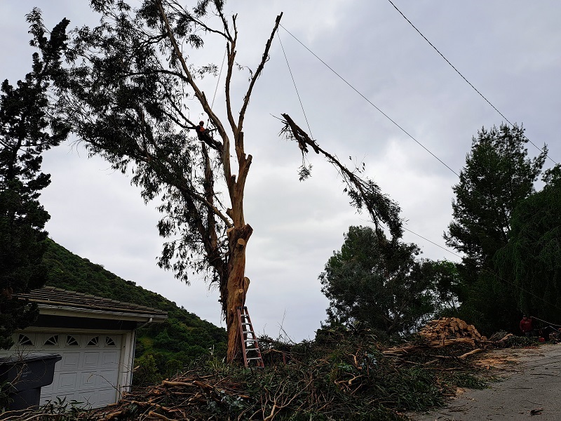 Tree cutters removing a combustible eucalyptus tree next to a home