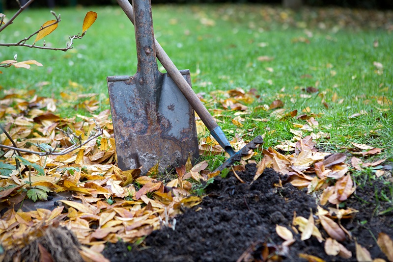 Shovel and rake used for autumn gardening, with leaves used for mulch
