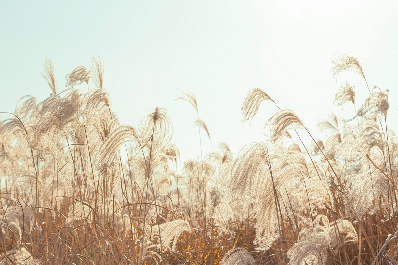 Faded image of wildflower in field representing distant memories and the passage of time