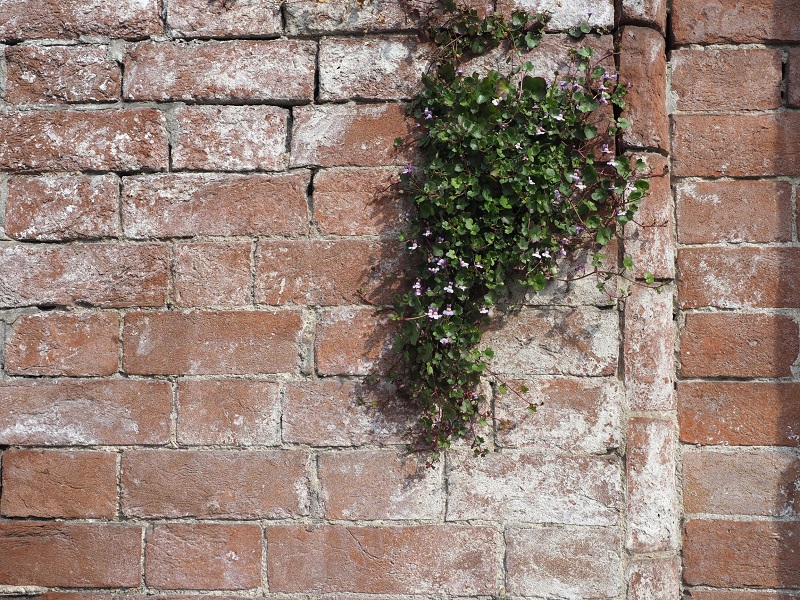 plant growing through old brick wall
