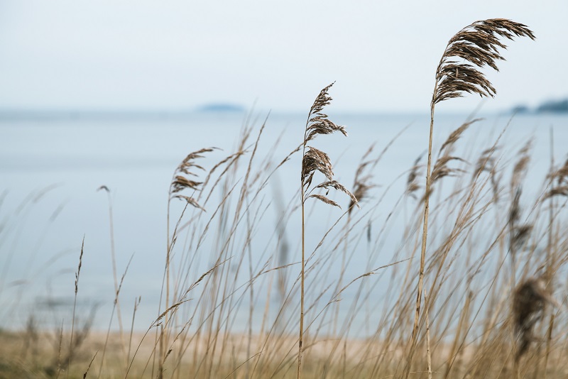 Protective coastal reeds and grass