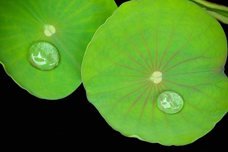 Large water droplets on two lotus leaves.