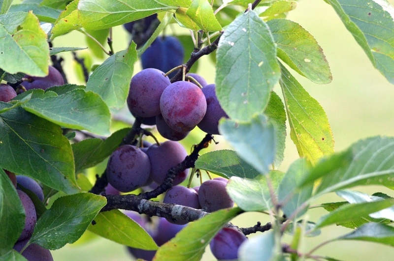 Close up view of a loaded plum tree