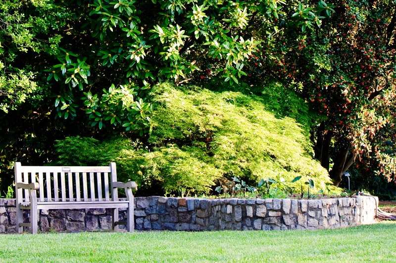 Peaceful backyard retreat area with wooden bench