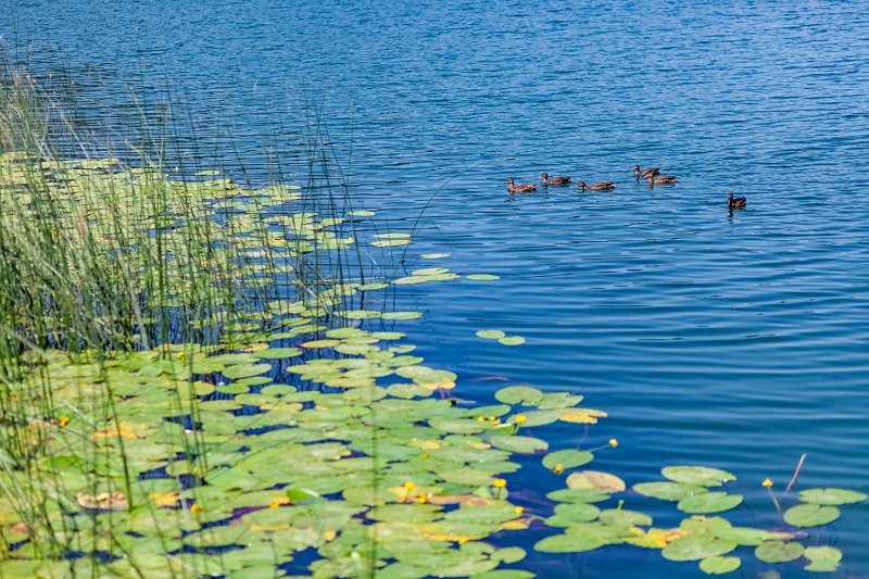 Lakeside ducks swimming