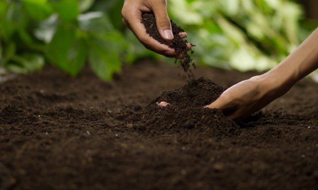 Biochar: How to Make Your Home More Resilient with This Ancient Soil Secret