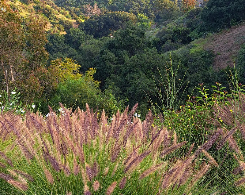 Tall grasses in backyard with wild canyon view