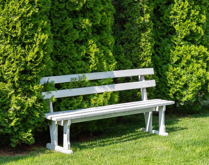White bench in peaceful garden with privacy evergreens