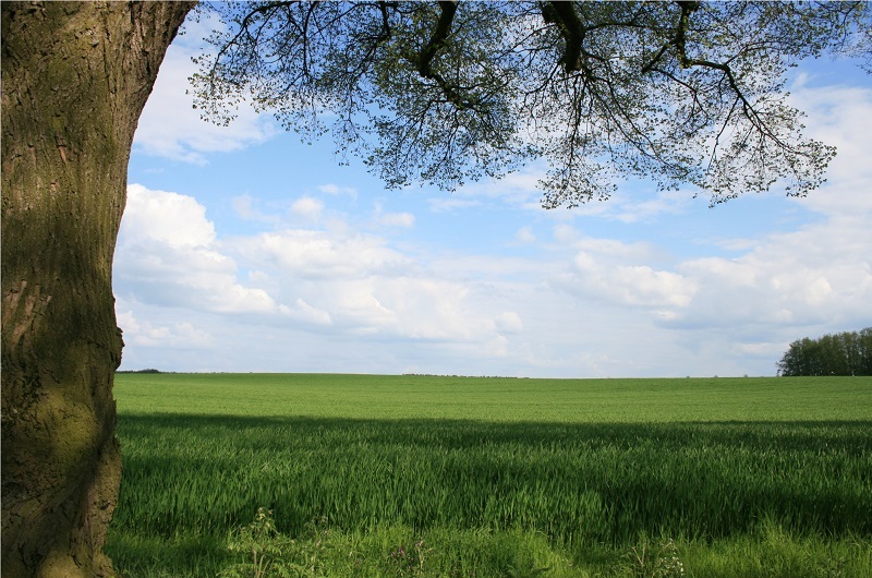 Serene view of rural landscape